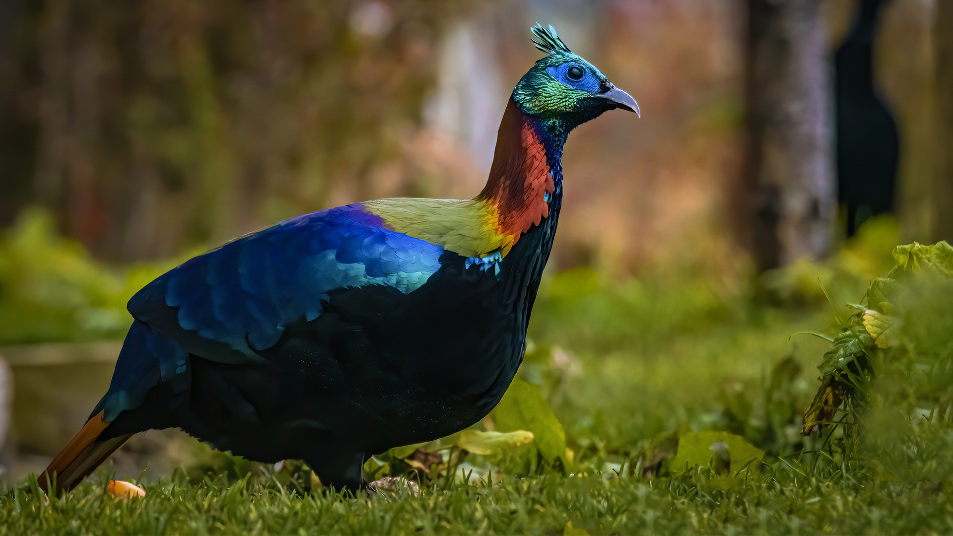 Colors of the Himalayas A breathtaking capture of the Himalayan Monal, Tharpaling Monastery, Bhutan.